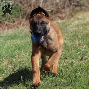 Easton, Belgian Malinois Puppy
